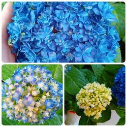 ♥️縁がピンクの紫陽花 その他インテリア雑貨 ☆コメント後、購入して