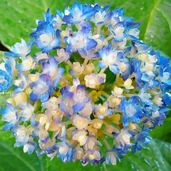 紫陽花挿し穂 3枚目の画像