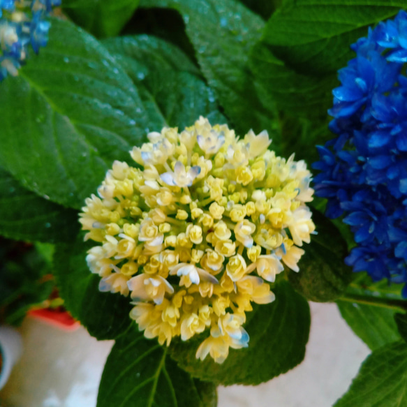 紫陽花挿し穂 4枚目の画像