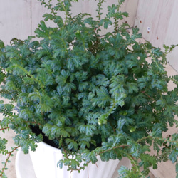 エメラルドグリーン♡レインボーファン♡観葉植物♡陶器鉢♡ 3枚目の画像