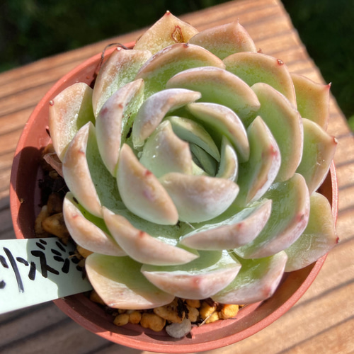 ジヨセリンズジョイ 多肉植物 抜き苗 多肉植物 GONZU 通販 14198044 