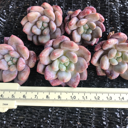 レア高級苗 多肉植物 エケベリア 雪姫 カット苗 1苗3500円 多肉植物 愛