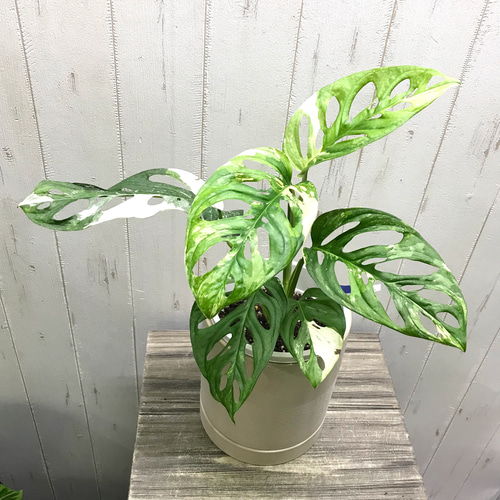 斑入り マドカズラ ハーフムーン Variegated Adansonii 斑入り