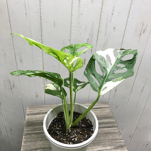 斑入り マドカズラ ハーフムーン Variegated Adansonii マドカズラ