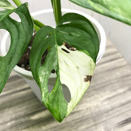 極斑良個体 ハーフムーン マドカズラ 斑入り Monstera adansonii