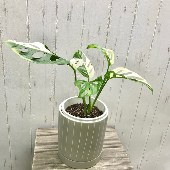斑入りモンステラ アダンソニー ハーフムーン 希少 観葉植物 極上散り