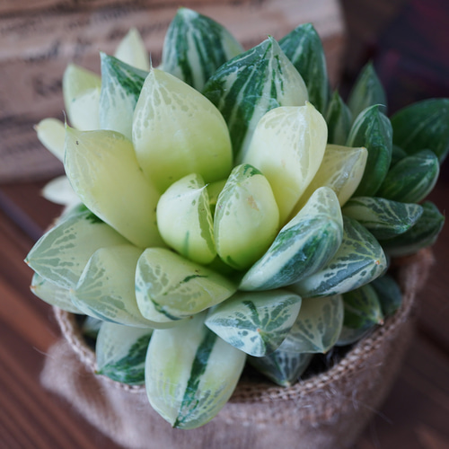 白と緑のコントラスト！ハオルチア・宝草錦◇多肉植物 ギフト