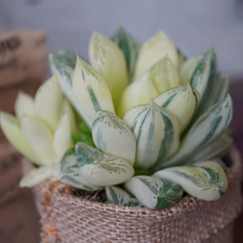 11d ハオルチア　多肉植物　バデイア白鳳錦　自家繁殖 11d ハオルチア 多肉植物 バデイア白鳳錦 自家繁殖