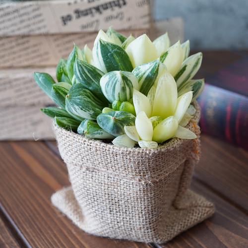 白と緑のコントラスト！ハオルチア・宝草錦◇多肉植物 ギフト