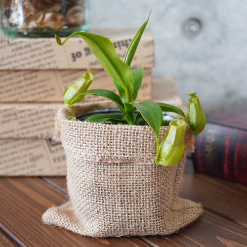 人気の食虫植物！ウツボカズラ◇ネペンテス ギフト 夏 アートフラワー