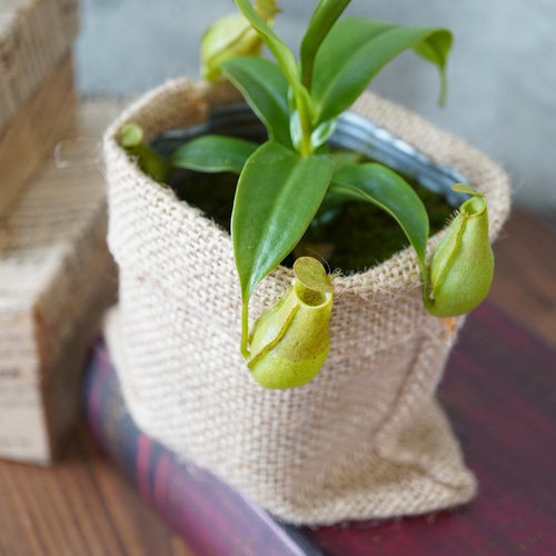 人気の食虫植物！ウツボカズラ◇ネペンテス ギフト 夏 アートフラワー