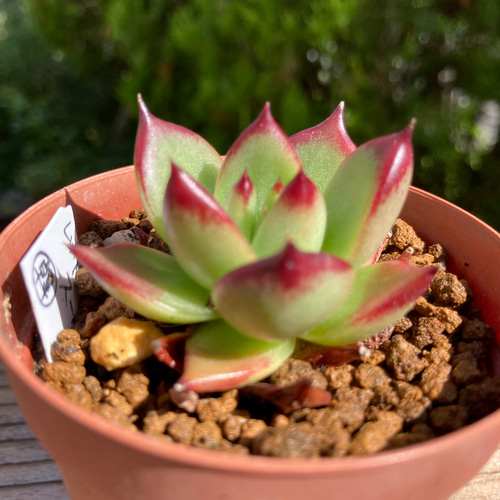 多肉植物　韓国苗　レッドグラス レッドエボニースーパークローン 多肉植物 韓国苗 抜き苗 多肉