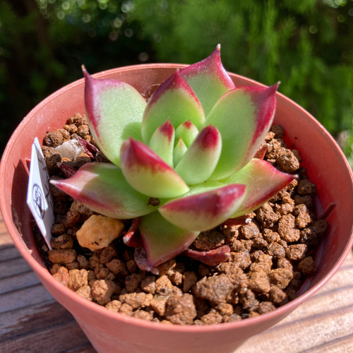 レッドエボニースーパークローン 多肉植物 韓国苗 抜き苗 多肉植物 ...