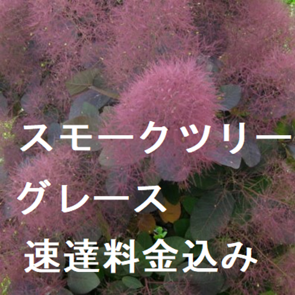 速達料金込み スモークツリー グレース 多花 カラーリーフ ポット発送