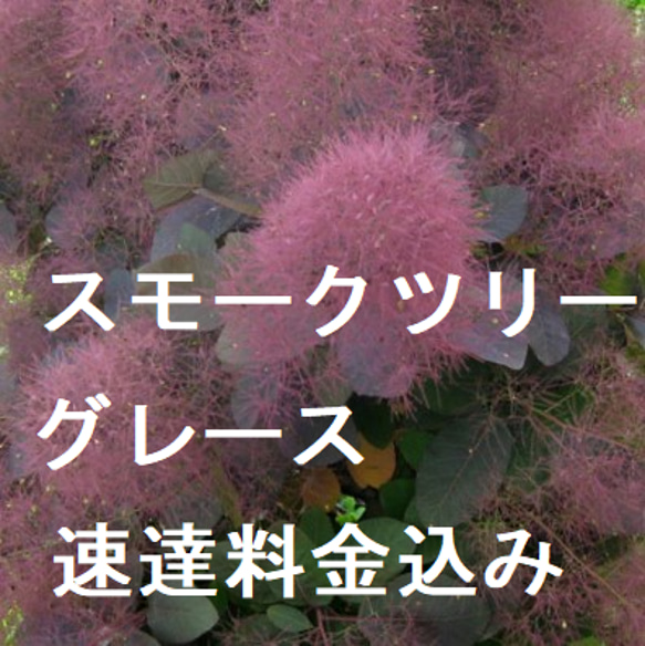 速達料金込み　スモークツリー　グレース 　多花　カラーリーフ　ポット発送　耐寒性低木 1枚目の画像