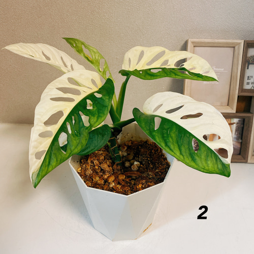 現品］【希少】 マドカズラ 斑入り 観葉植物 レア かわいい 綺麗