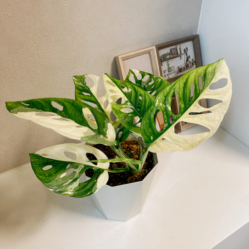 現品］【希少】 マドカズラ 斑入り 観葉植物 レア かわいい 綺麗