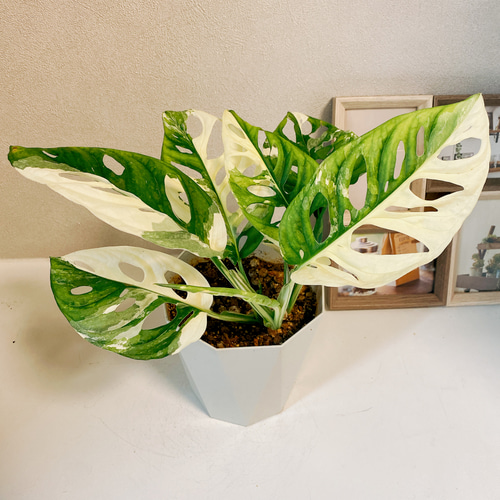 レア　希少　アスパラガス　斑入り 現品］【希少】 マドカズラ 斑入り 観葉植物 レア かわいい 綺麗