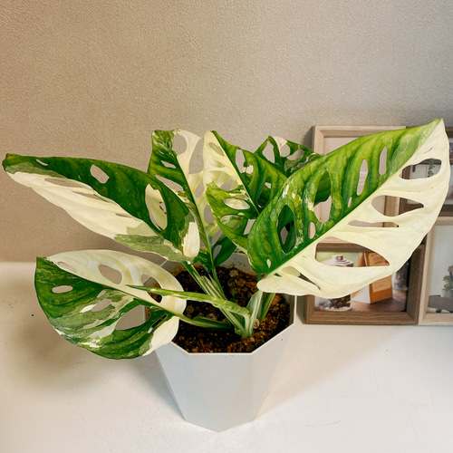 現品］【希少】 マドカズラ 斑入り 観葉植物 レア かわいい 綺麗