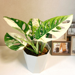 現品］【希少】 マドカズラ 斑入り 観葉植物 レア かわいい 綺麗