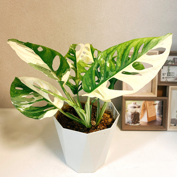 マドカズラ 斑入り No.35 【Monstera モンステラ】 大株6本程度 マドカズラ 斑入り No.35 【Monstera モンステラ】 大株6本程度