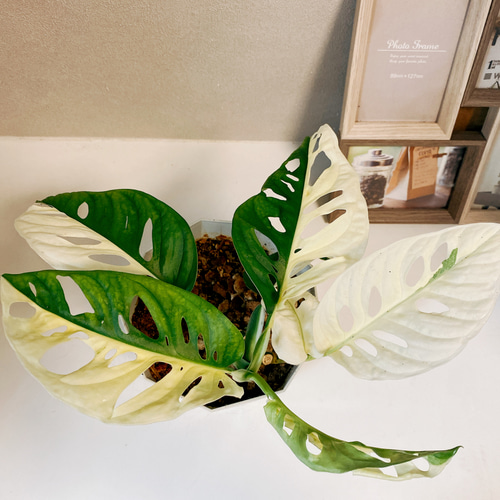 現品］【希少】 マドカズラ 斑入り 観葉植物 レア かわいい 綺麗