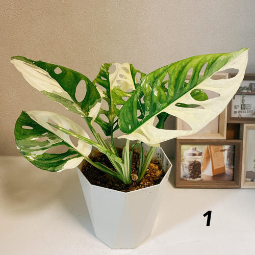 マドカズラ 斑入り No.35 【Monstera モンステラ】 大株6本程度