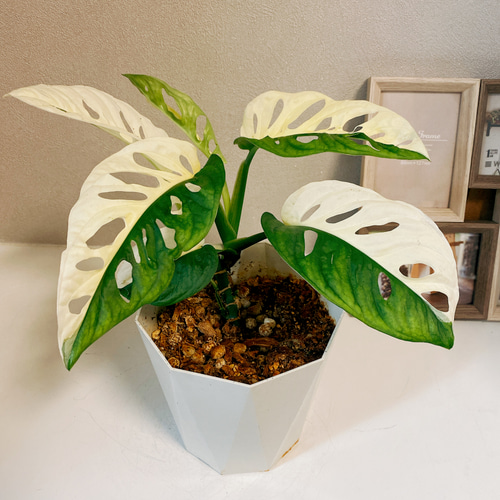 現品］【希少】 マドカズラ 斑入り 観葉植物 レア かわいい 綺麗