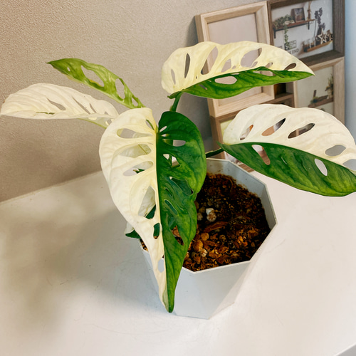 斑入りマドカズラ 希少 観葉植物Monstera Adansonii 'Variegata