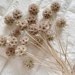 ユーカリ　ビバーナム⑤  ドライフラワー　42cm ユーカリ ビバーナム⑤ ドライフラワー 42cm ビバーナムティヌス