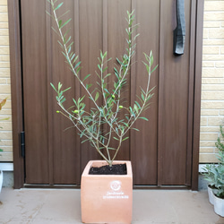 オリーブの木 エルグレコ スクエアテラコッタ鉢植え 観葉植物 シンボル