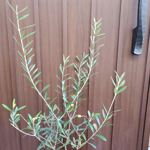 オリーブの木 エルグレコ スクエアテラコッタ鉢植え 観葉植物 シンボル