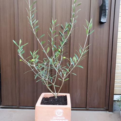 オリーブの木 エルグレコ スクエアテラコッタ鉢植え 観葉植物 シンボル