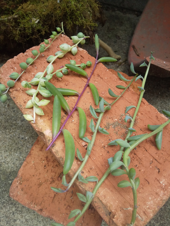 多肉植物 ネックレス ４種類 カット苗 2枚目の画像