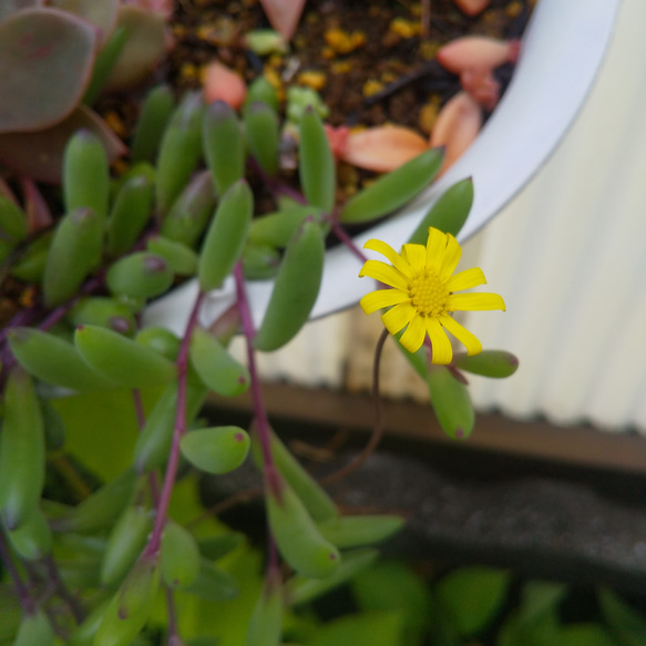 多肉植物 ネックレス ４種類 カット苗 1枚目の画像