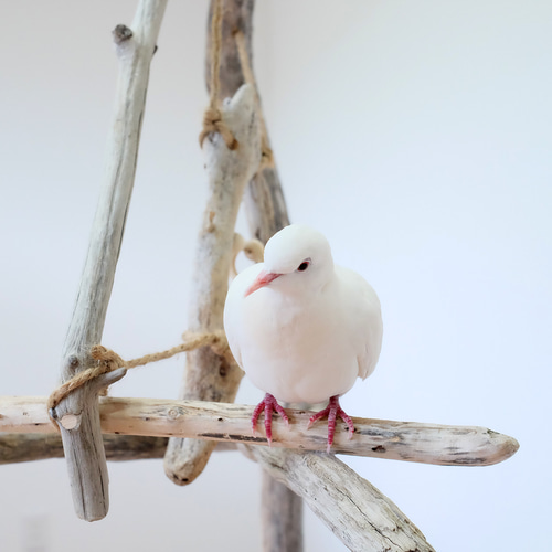 縦型流木バードアスレチック｜LL キャスター付き ハウス・小屋