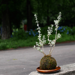 苔玉-ホワイトソルトブッシュ- 3枚目の画像