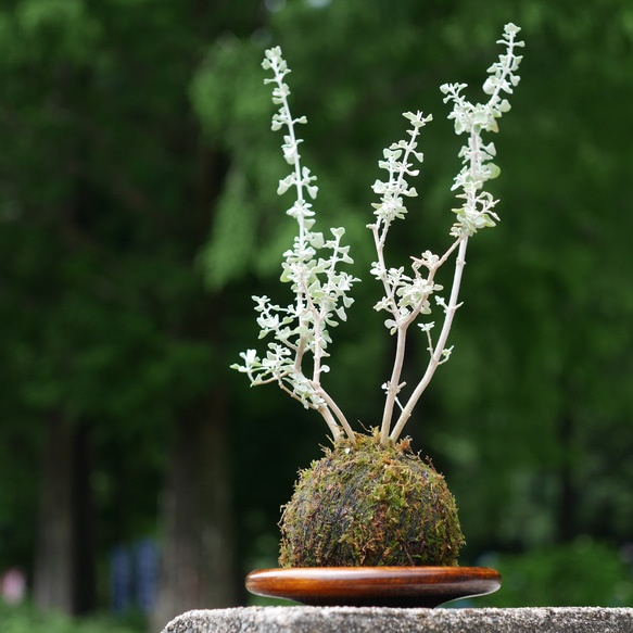 苔玉-ホワイトソルトブッシュ- 1枚目の画像