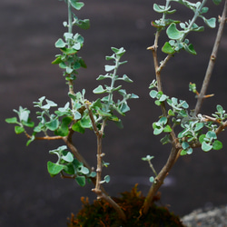 苔玉-ホワイトソルトブッシュ- 4枚目の画像