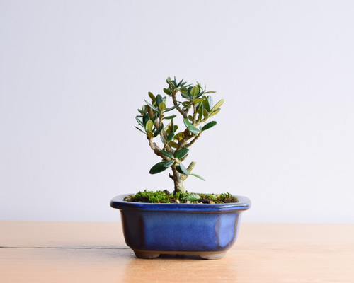 0e93556a410000525e95bda1d6dfbb