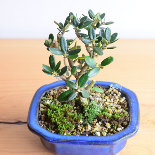 姫オリーブ No.322 盆栽 盆栽やす 通販 14204997｜Creema(クリーマ)