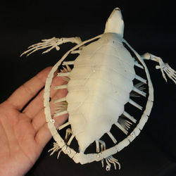 【受注生産】アオウミガメ 18㎝縮小全身骨格レプリカ 9枚目の画像