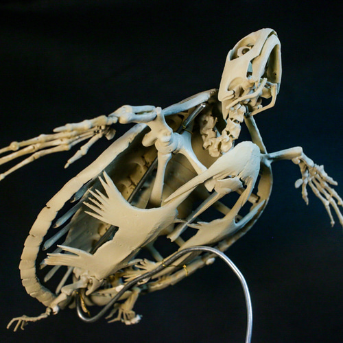 受注生産】アオウミガメ 18㎝縮小全身骨格レプリカ その他インテリア