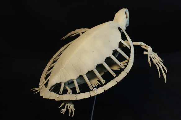 【受注生産】アオウミガメ 18㎝縮小全身骨格レプリカ 7枚目の画像