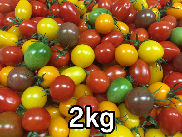 サザキ農園のミックスミニトマト 彩りバラエティーセット2kg 1枚目の画像