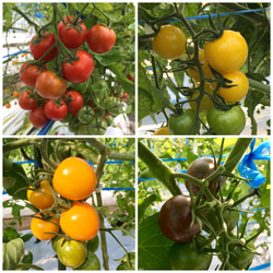 サザキ農園のミニトマト 食べ比べセット 3kg 3枚目の画像
