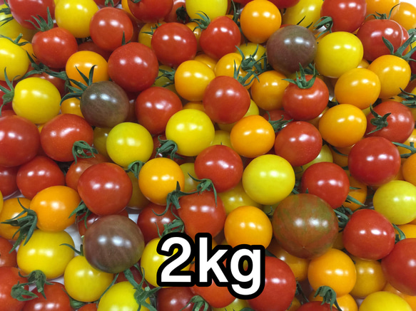 サザキ農園のミニトマト 食べ比べセット 2kg 1枚目の画像