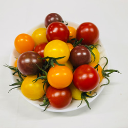 サザキ農園のミニトマト 食べ比べセット 1.5kg 2枚目の画像
