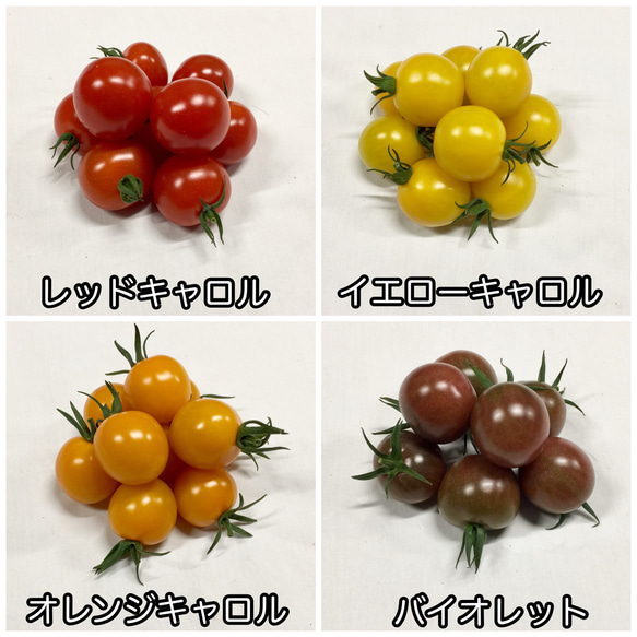 サザキ農園のミニトマト 食べ比べセット1kg 4枚目の画像