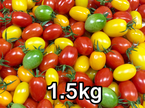 サザキ農園のプラム型ミニトマト ミックス1.5kg 1枚目の画像